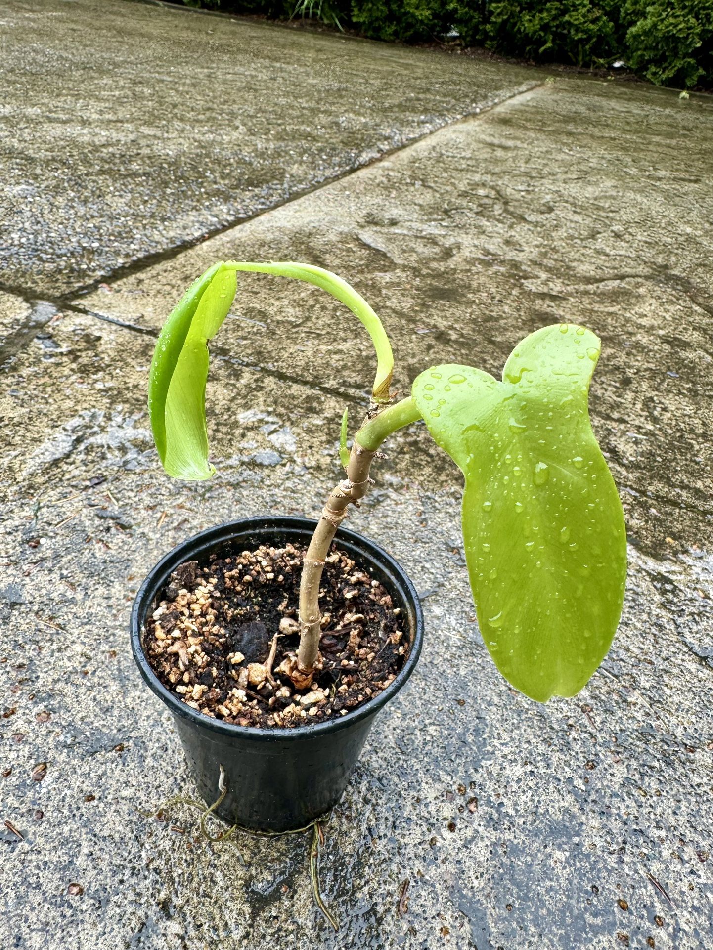 COLLECTORS PLANT 🪴 RARE Golden Violin Philodendron Indoor Plant