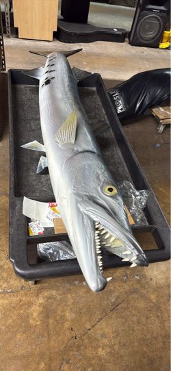 Barracuda Fish