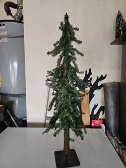 Little pine tree