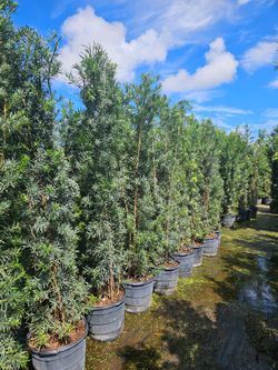 arecas and podocarpus About 8  feet tall over the pot Instant privacy Hedge for fence green full