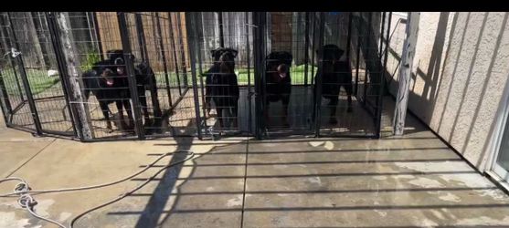 Kennel cage