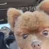 Coco Bear
