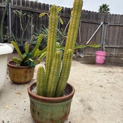 Large San Pedro Cactus 🌵 Well Rooted In Large Mexico Terra Cotta Pot