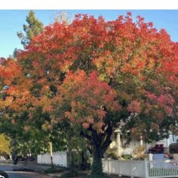 Red Push pistachio trees in 15-gallon pots, 7 1/2 feet from the ground up. $100 each, firm price!
