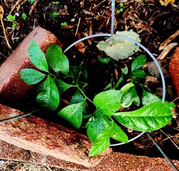 💯 Organic Mexican Key Lime Plant