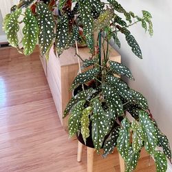 Angel Wings Begonia Plant/ Indoor Plant/ House Plant Flower Patio Garden  Starter 