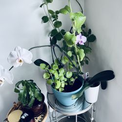 Four Plants: 2 Orchids, A Caribbean Oregano And A Mango Plant