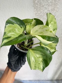 Manjula Pothos