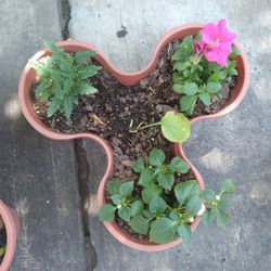 Plantas