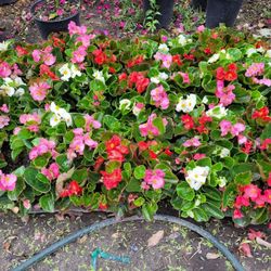 VEGONNIAS ANNUALS PLANTS 
