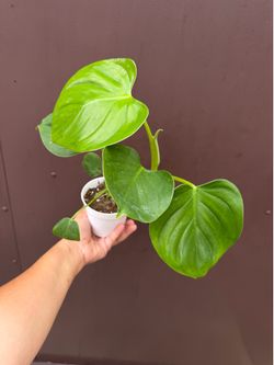 4” philodendron pittieri