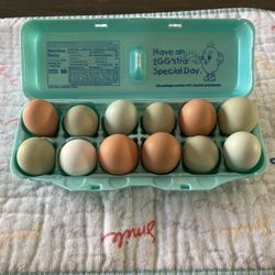Rainbow Chicken Eggs