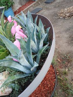 Agave 