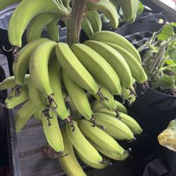 Green Bananas 