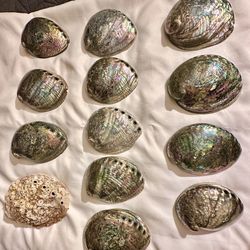 Vintage Lot of 13 Rainbow Abalone Shells Paua POLISHED ON BOTH SIDES - Smudging Bowl/Incense Burner