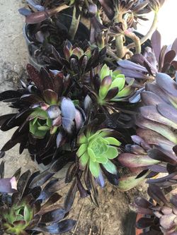 Echeveria Succulents in 1 gallon pot $4.00