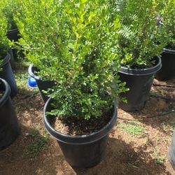 Boxwood