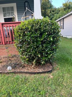 Free bushes