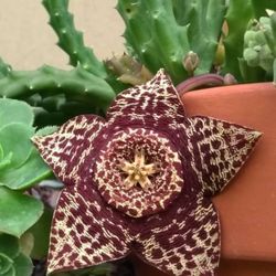 Starfish Succulent