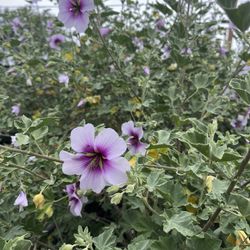 Mallow Plant 
