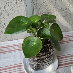 Peperomia Raindrop Plant