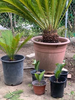 Sago Palm