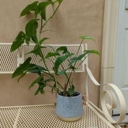 Potted Plant