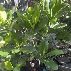 Dwarf Cochin jackfruit Grafted Tree