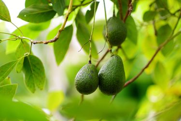 Avocado tree (2-3ft)
