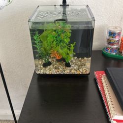 New Fish Tank 4 Gallon