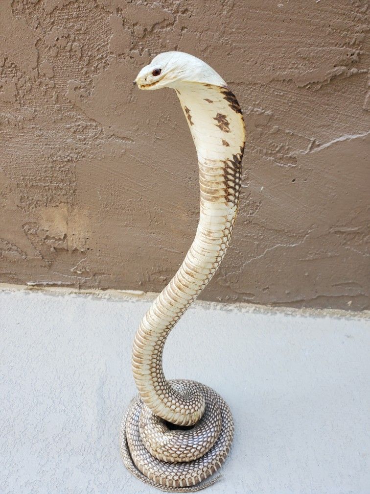Cobra- Vintage Taxidermy COBRA
