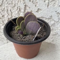 3 Inch Pot Succulent Plant - Kleinia Petraea - Jade Trepador - Rooted & Established - Drought Resistant - 🪴