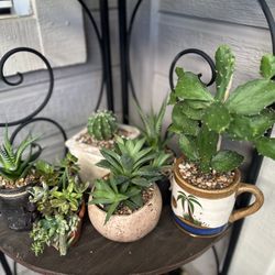Succulent And Cacti Plants -$5 Each