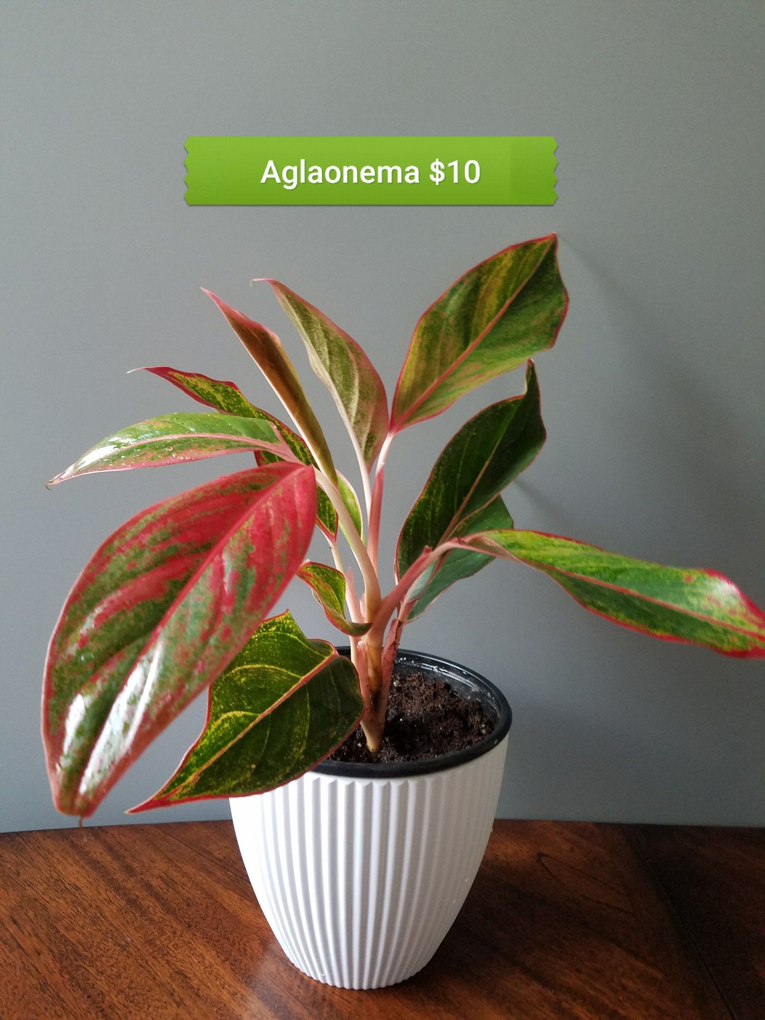 Aglaonema evergreen house plant in 6" pot