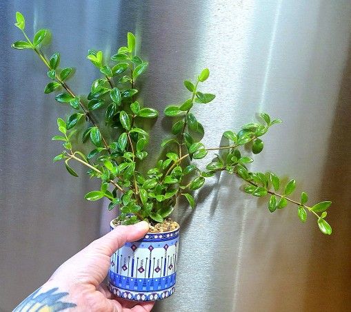 Potted Columnea Nematanthus Aka Goldfish Plant