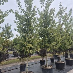 Red Maple Tree 15 Foot Delivered