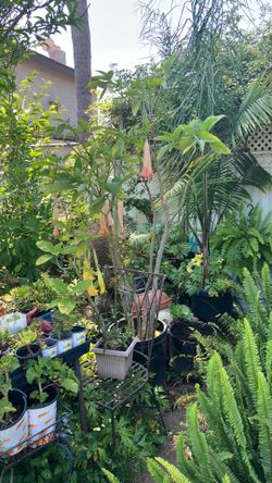 Angel trumpet tree shrub for landscaping yard and garden