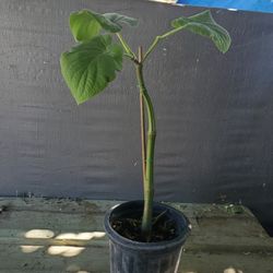 Hoja Santa