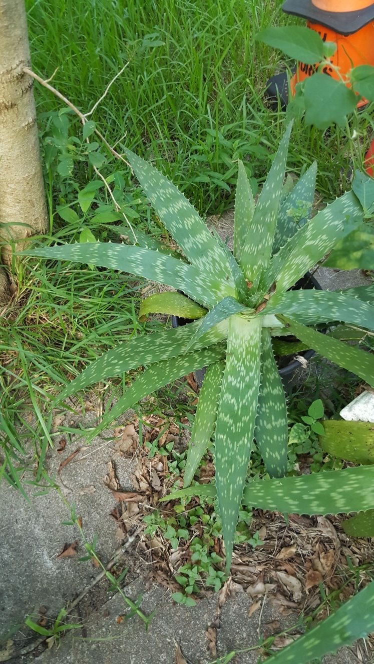 Aloe Vera and pot