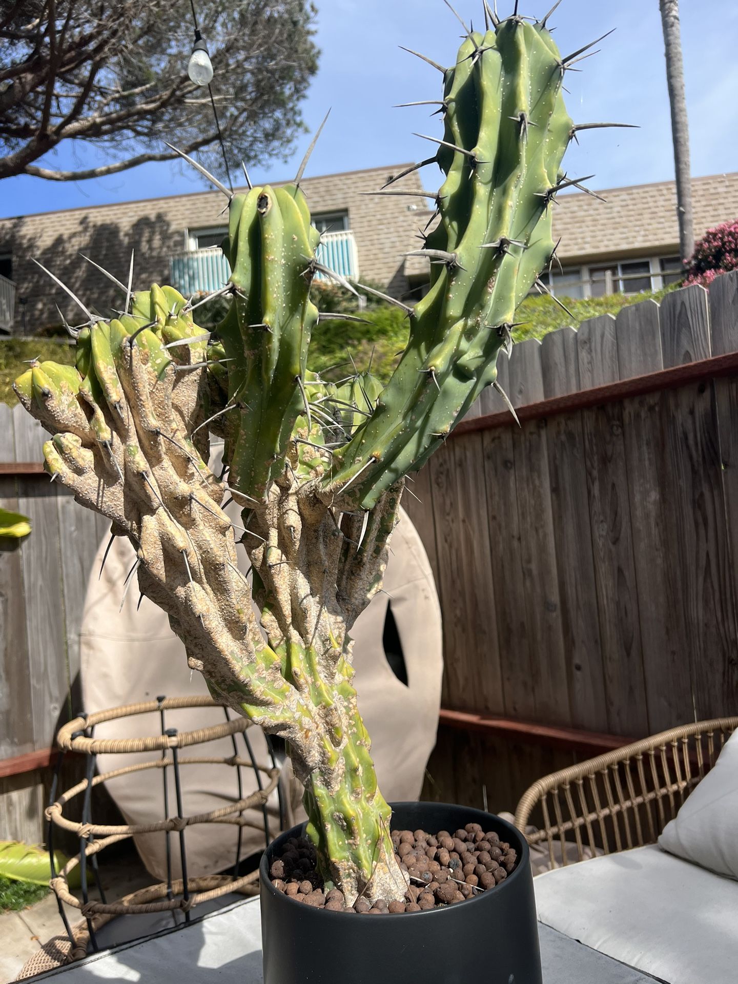 Cactus $30