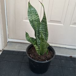 Snake Plant /lengua De Suegra Medium 