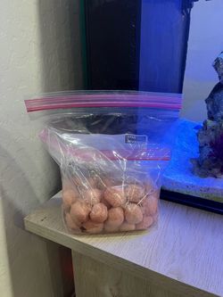 Saltwater bioball filter beneficial bacteria colony