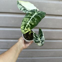 4” alocasia frydek