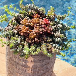 DIY Pot With Beautiful Succulents 