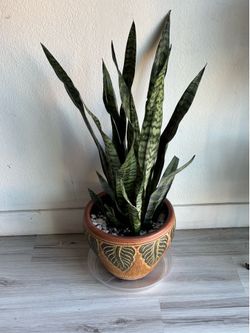 Live Snake plant