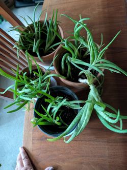 Plant For Sale $7 and 10 each