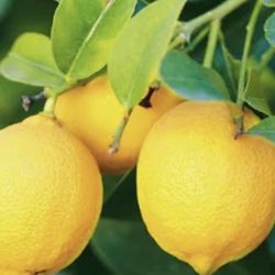 Lemon 🍋 Plant 