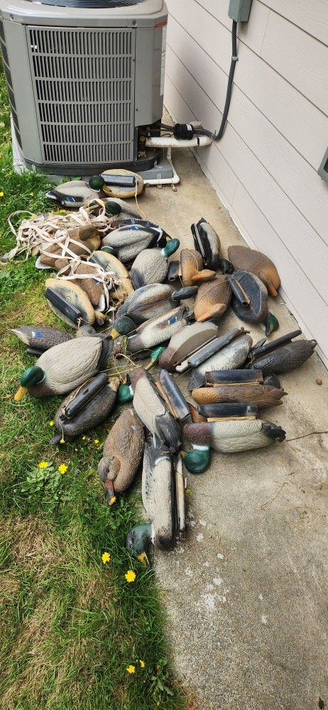 Duck Decoys