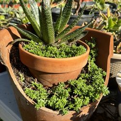 Succulents Plants 4”pot