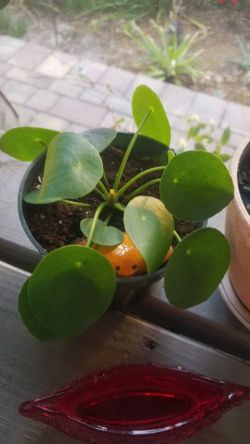 Plant, Chinese Money Plant